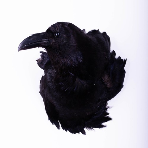 Taxidermy carrion crow head - carrion,