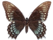 PAPILIO MENATIUS CLEOTAS