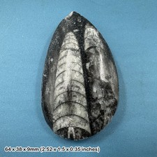 Orthoceras fossil 400 - orthoceras,