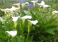 Zantedeschia aethiopica