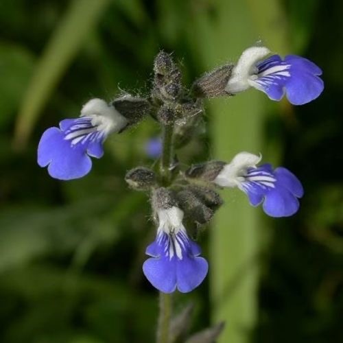 Salvia procurrens plug - 3,