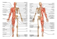 Human Skeleton & Muscle