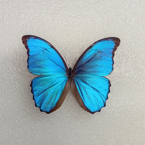 Giant blue morpho butterfly - blue,