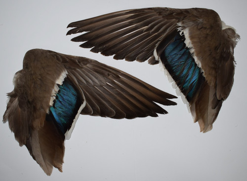 Set mallard wings - mallard, (43)