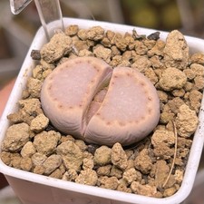 Exact Plant，rare Lithops julii C171，Pink Biscuit，Living Stone