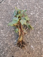 Begonia dregei Caudex Bonsai