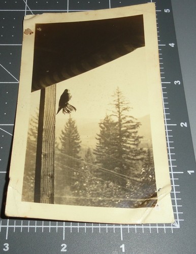 1930 baby hawk - baby, falcon