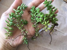 Sedum Album Coral Carpet