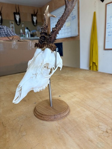 Taxidermy skull display stand - skull,