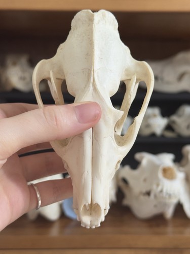 Taxidermy skeleton bones
