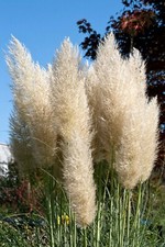 25g Ivory pampas grass