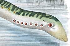 RARE LAMPREY LITHOGRAPH BOSCHI