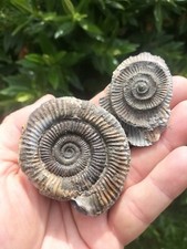 DACTYLIOCERAS SP POS NEG