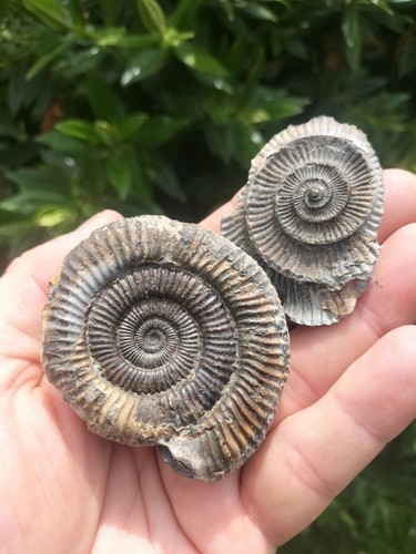 Dactylioceras pos neg - dactylioceras,