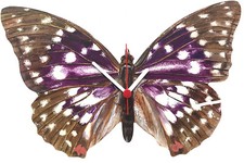 Japanese Emperor Butterfly