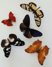  Butterfly Collection Set x5