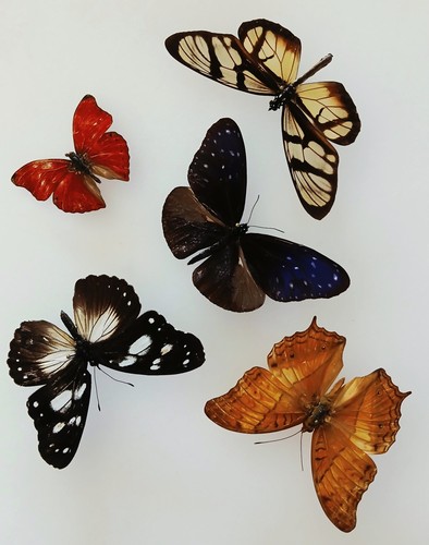 Butterfly collection set x5 - butterfly,