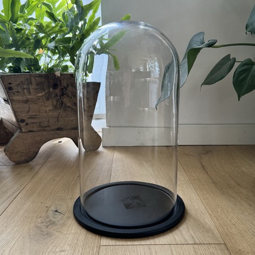 Large glass display - glass, bell
