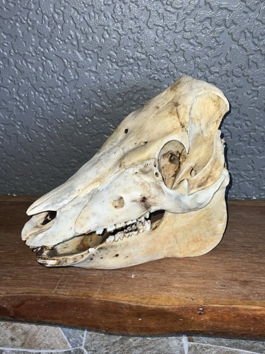 Pig skull real bone taxidermy - pig,