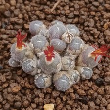 3CM Succulent Plant Conophytum