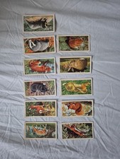 Brooke Bond British Wild Life