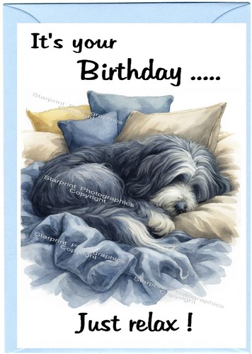 Bearded collie dog beardie - bearded,
