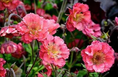 Geum pink petticoats - petticoats’,