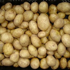 Seed Potato Maris Piper