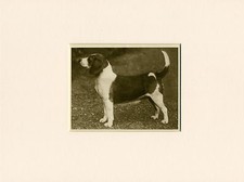 BEAGLE ORIGINAL VINTAGE 1931 DOG PRINT MOUNTED READY TO FRAME