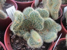 CLEISTOCACTUS AUREISPINA -