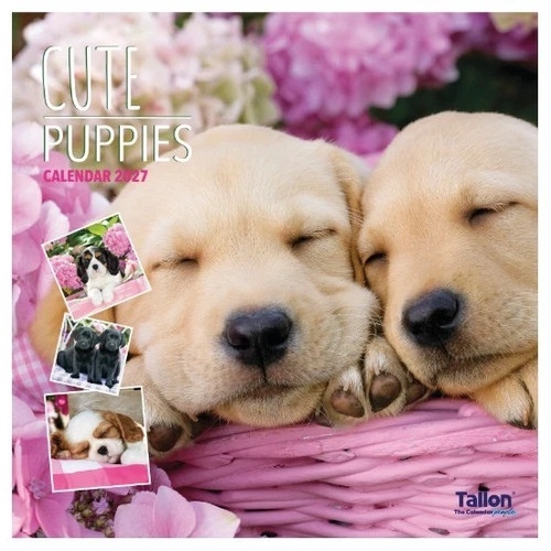 2027 cute puppies - month, view