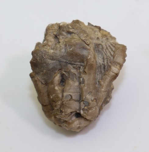 Crinoids encrinus - crinoids,,