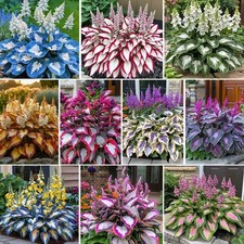 50x Mixed Colored Hosta Plant