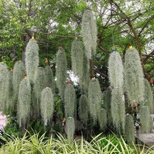 Spanish Moss Tillandsia
