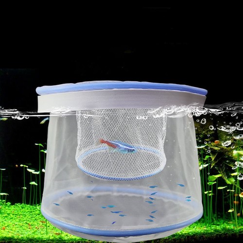 Guppy fish tank small breeding - guppy,