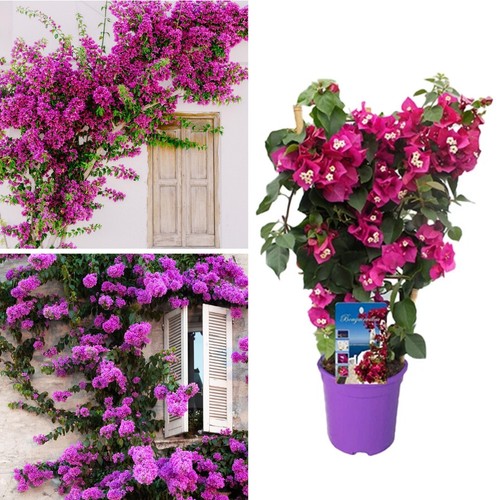 Bougainvillea cerise flowering - bougainvillea,