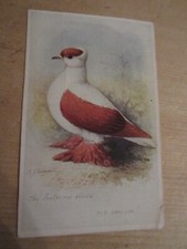 The Swallow Pigeon #12 Feathered World  1908 Aids to Amateurs Pigeons - Card