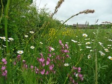 Hedgerow Flower Mix Seeds –