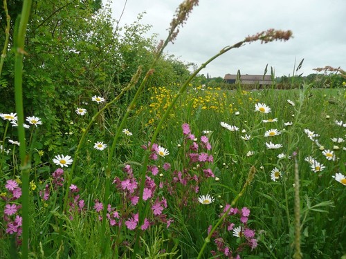 Hedgerow flower mix seeds - hedgerow,