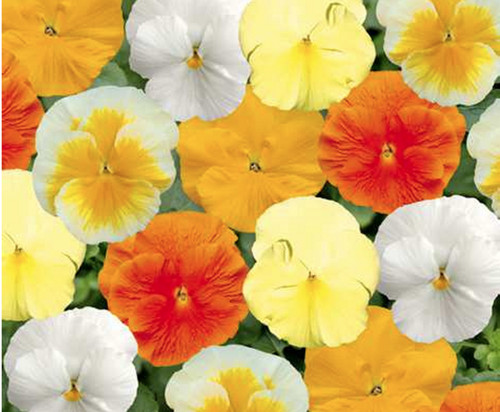 Winter flowering pansy - 40,
