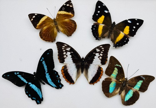 Real butterfly specimens - real, x5