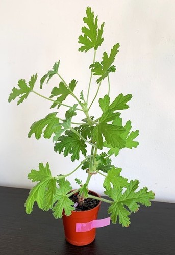 Pelargonium westerlund rose - pelargonium,