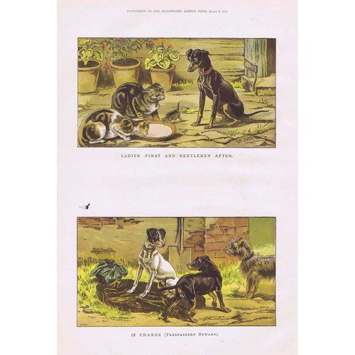 Terrier dogs coloured - dogs,