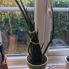 Sansevieria Bacularis Mikado