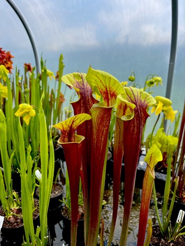 Sarracenia rubicorpora giant - sarracenia,