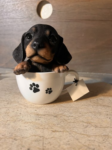 Teacup pup dachshund adorable - pup,
