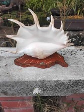 Stunning Vintage 15 " Giant Conch Shell Mounted On  Wooden Base From The 60/70's