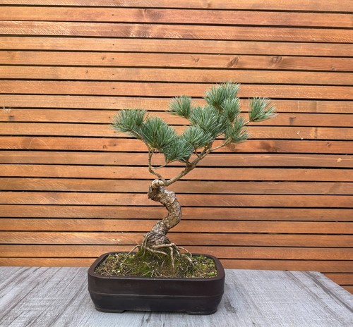 Japanese white pine bonsai