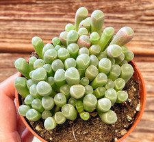 Baby Toes Fenestraria aurantiaca in 8.5cm pot, Succulents, Cactus
