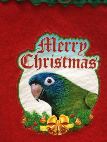 Sale blue crown conure - ,
